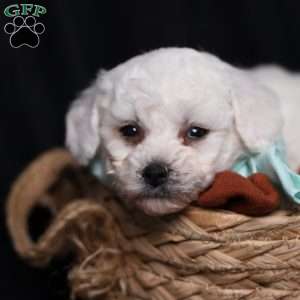 Jasper, Bichon Frise Puppy